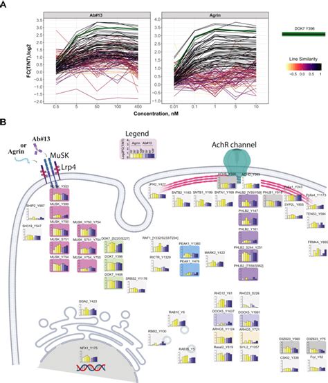 Phosphoproteome Profiling Of The Receptor Tyrosine Kinase Musk