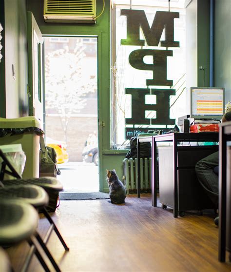 A peek into the lives of the Shop Cats of New York - PLAIN Magazine