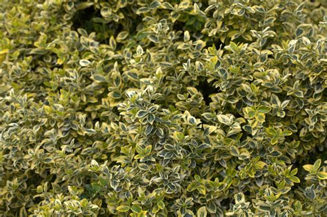 Euonymus fortunei Emerald 'n' Gold | Wychwood Tasmania