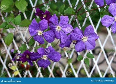 Clematis Or Leather Flower Easy Care Perennial Vine Plants Blooming