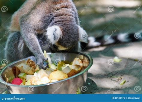 Macaco Que Come O Fruto Imagem De Stock Imagem De Selvagem