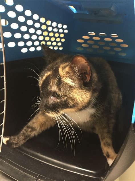 green valley animal league 3