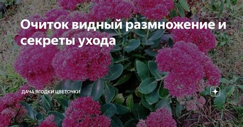 Очиток видный размножение и секреты ухода | Дача ягодки цветочки | Дзен