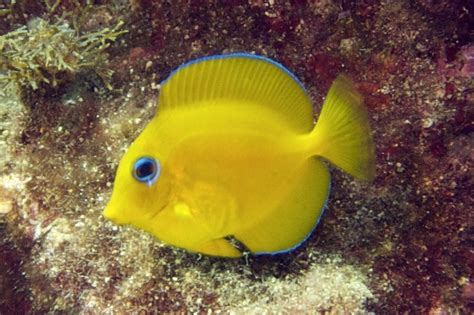 Acanthuridae (Surgeonfish) from Cyprus to be identified - Critter Identification - Wetpixel ...