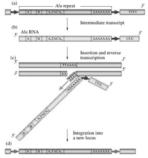 Structure And Retroposition Mechanism Of The Human Alu Repeat A A