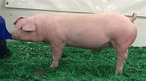 American Landrace Pig Alchetron The Free Social Encyclopedia