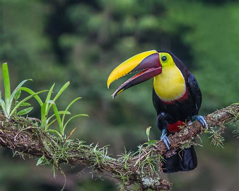 Free Images Bird Wildlife Beak Fauna Vertebrate Hornbill Toucan