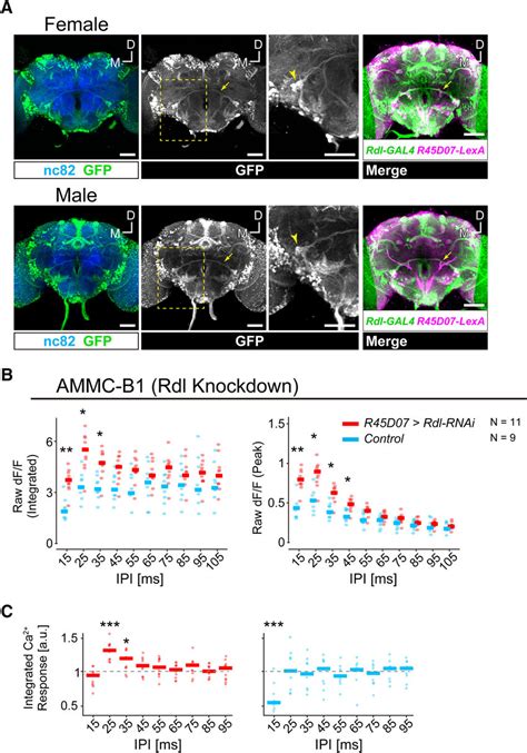 Ammc B1 Neurons Receive Gabaergic Inputs Via Gaba A Receptors A