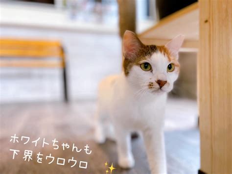 保護猫カフェファニーキャット