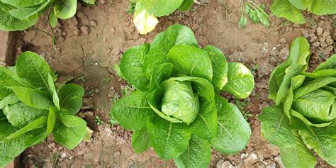 Arfind Organic Farming Boost Soil Health And Sustainability