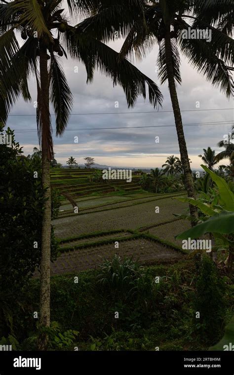 Breathtaking Landscapes Of The Unesco Rice Terraces In Jatiluwih Bali