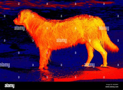 Retriever Dog On The Beach Scanning The Animals Body Temperature With