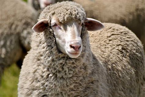 How Long Do Sheep Live What Factors Contribute To Their Longevity