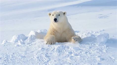 Todo Lo Que Necesitas Saber Sobre El Oso Polar H Bitat Alimentaci N Y