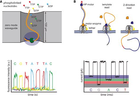 Figure 3 From High Throughput Sequencing Technologies Semantic Scholar