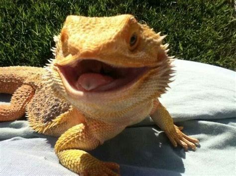 Pin by Violet Z. on Beardie | Cute reptiles, Bearded dragon, Baby