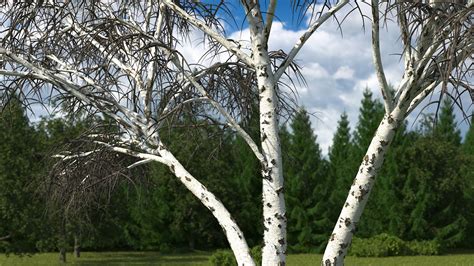 Silver Birch Naked Tree D Model Ds Blend C D Fbx Max Ma Lxo Obj Free D
