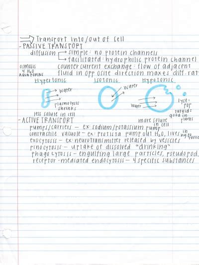 The Cell Barrons Ap Biology Workbook Th Edition Tumbex