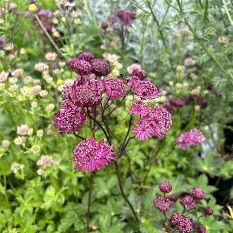 Astrantia Major Fokker Red Find Haveplanter