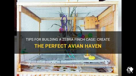 Tips For Building A Zebra Finch Cage Create The Perfect Avian Haven