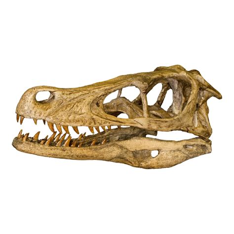 Replica Velociraptor Skull — Skulls Unlimited International, Inc.