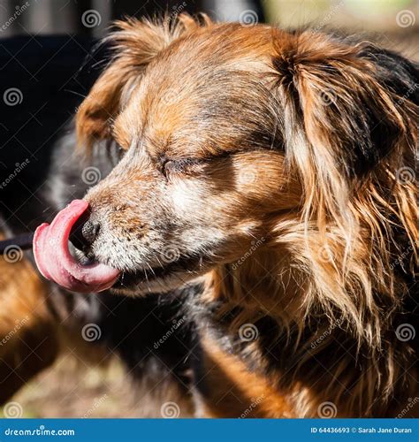 Brown Black White Dog Licking Nose Eyes Closed Stock Photos - Free