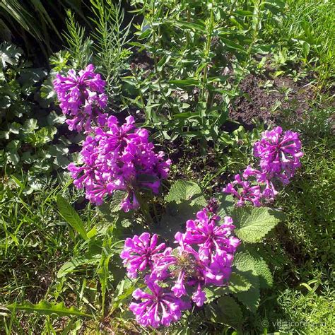 Буквица крупноцветковая (Betonica grandiflora)