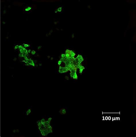 Labeling Of Influenza Viruses With Synthetic Fluorescent And Biotin