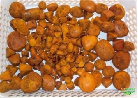 Para Que Serve Pedra De Fel Bovino - Compro Pedra de Fel Bovino em São Paulo SP à venda. Compre 273984