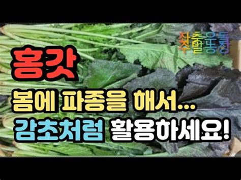 홍갓재배))👉 파종부터 수확까지 34일 재배 과정👉효능과 활용방법 간단히 알려드릴게요😄 - YouTube