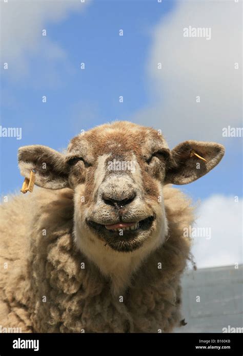 Sheep showing teeth Stock Photo - Alamy