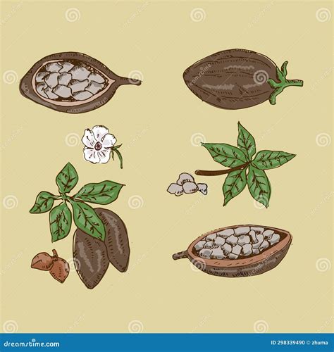 Set of Plant Parts of Cocoa Tree Stock Vector - Illustration of ...