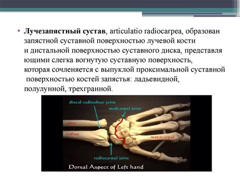Лучезапястный сустав - online presentation