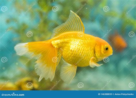 Pez De Colores En Acuario De Agua Dulce Con Tropical Plantada Hermoso