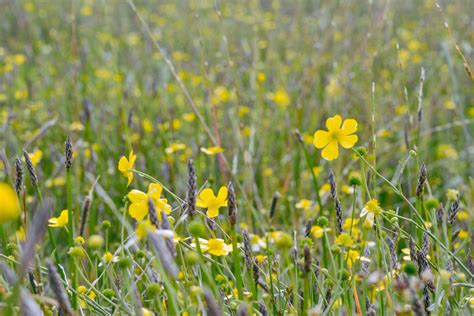 Free Images Nature Blossom Field Lawn Meadow Prairie Sunlight