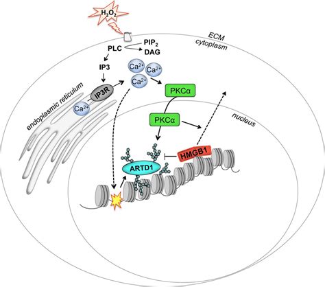 Schematic Representation Of The Signaling Pathways Involved In