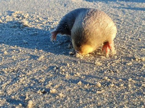 Blind golden mole that swims through the sand rediscovered in SA – The ...