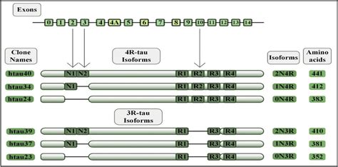 Proteoforms Of Tau Protein Six Isoforms Of Tau Protein Are Generated