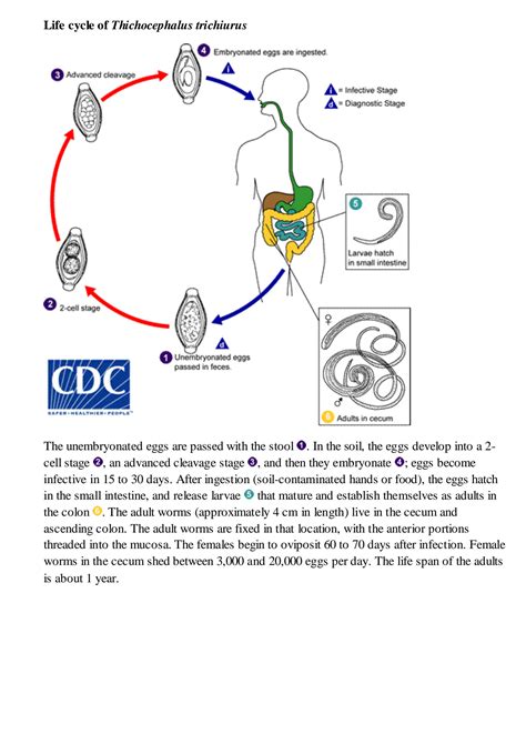 SOLUTION: Nematodes life cycle - Studypool