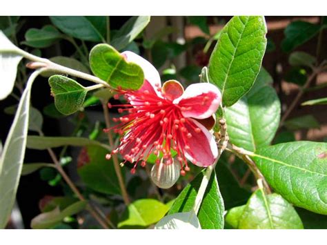 Фейхоа комнатный - Feijoa. Уход за фейхуа, выращивание