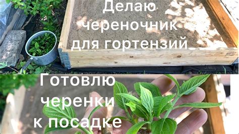 ДЕЛАЮ ЧЕРЕНОЧНИК ДЛЯ УКОРЕНЕНИЯ ГОРТЕНЗИЙ. Готовлю одревесневшие ...