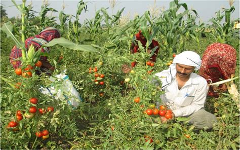 Jharkhand Farmers Take Up Organic Farming Use Cow Urine Jharkhand