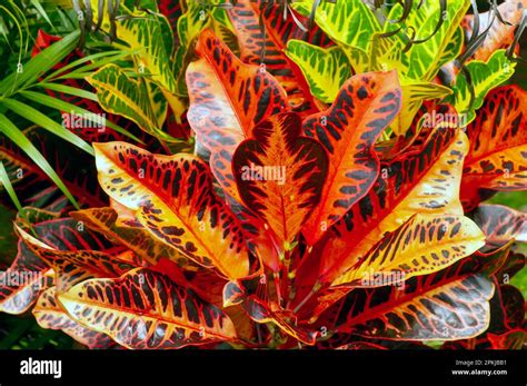 Croton Codiaeum Variegatum A Popular Houseplant With Many Varieties