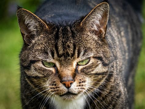 gangster cat names epic ideas   badass cat boss