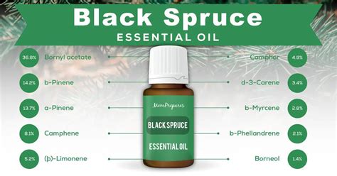 Black Spruce Essential Oil The Complete Uses And Benefits Guide