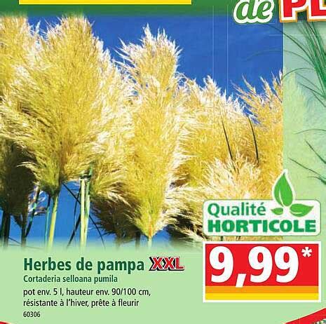 Promo Herbes De Pampa XXL Chez Norma ICatalogue Fr