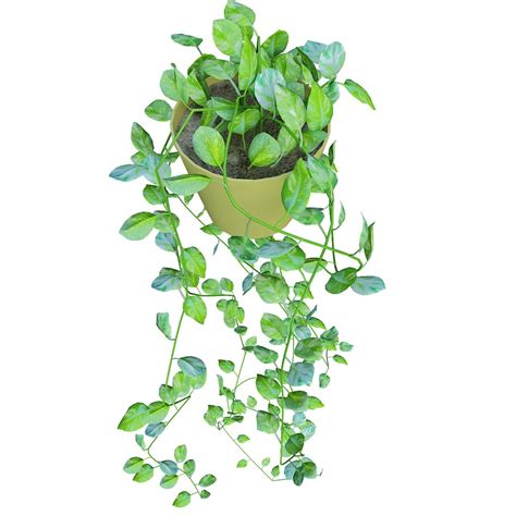 max scindapsus aureus