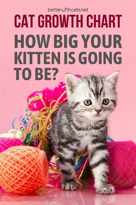 Cat Growth Chart - How Big Your Kitten Is Going To Be? | Growth chart