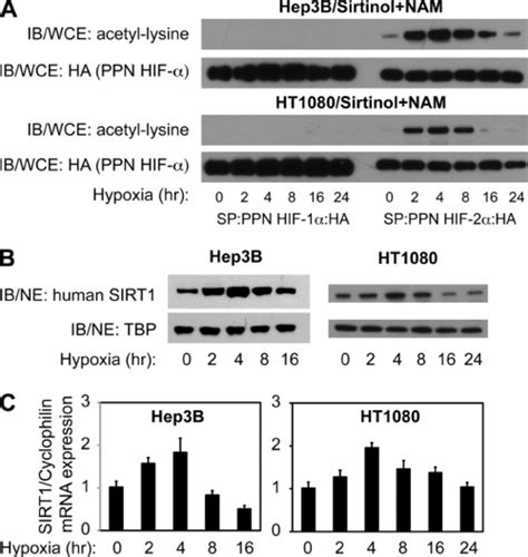 Sirt Expression Increases During Hypoxia A Acetylation Time Course