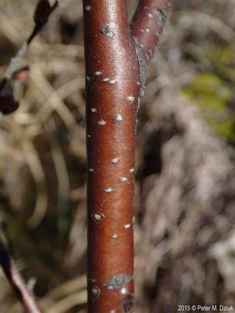 Betula Pumila Bog Birch Minnesota Wildflowers